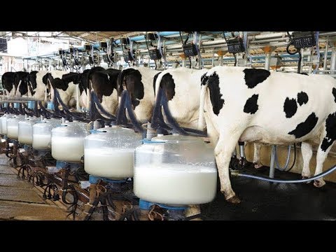 दूध निकालने की इस शानदार तकनीक को देखकर आप भी रह जाओगे दंग | Top Animal Farming Machine