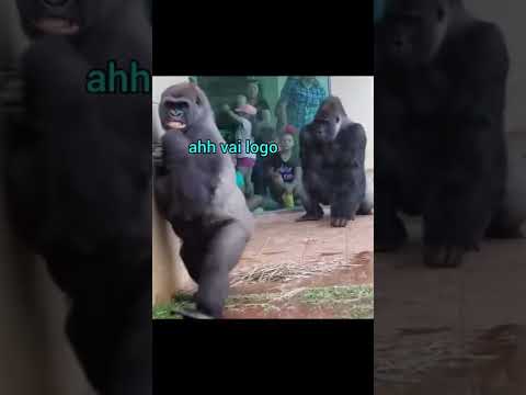 Gorilas vs Chuva 🦍🆚️🌧