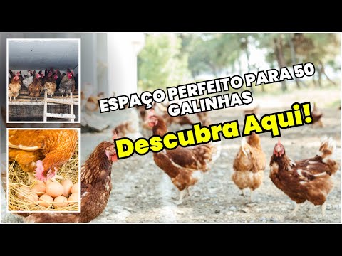 50 GALINHAS em 1 Espaço Ideal? Produtividade e Bem-estar em Foco!