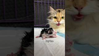 Day one Vs One day versi kucing 😍 #kitten #cat