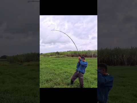 snakehead fish attack, strike and catching #krfishhunter #snakeheadfishing #fishing