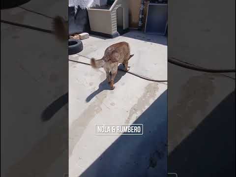 click to play the video