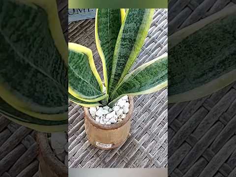 La planta que tiene un secreto muy poderoso