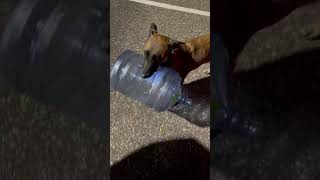 Belgian Malinois Training