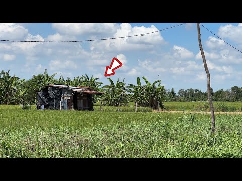 Nó Khủng Lắm Con Này Loại Đại Hổ Mang Đen Nó Nằm Trong Chồi Lá | Mười Thương Săn Bắt