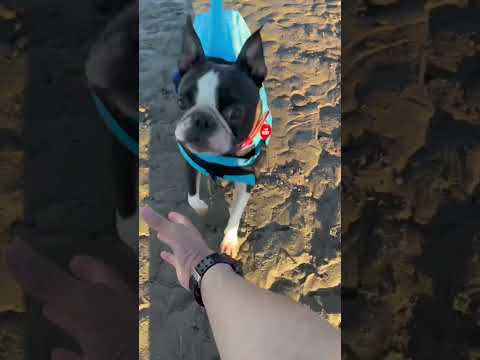 A vicious baby shark spotted #shorts #ireland