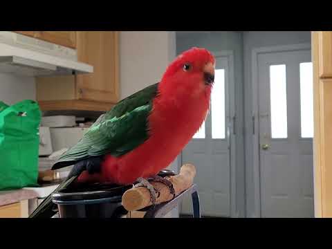 The Many Sounds of Kingsley the King Parrot