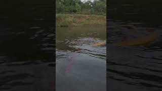 Indian Rat Snake Rescue in River #shortsvideo #youtubeshorts #trending