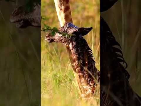 Lion hunt giraffe