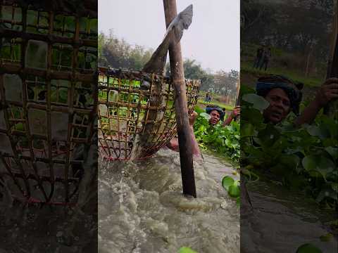 Asian Country Fishing #shorts | Amazing Rural Fishing Video 🐟 Best Asian Fishing Technique #shorts