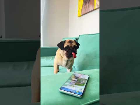 This girl wants to date with dogs #cat #youtubeshorts #shortsvideo