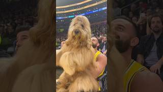 My dog got into a dance battle! #goldendoodle #nba #lakers
