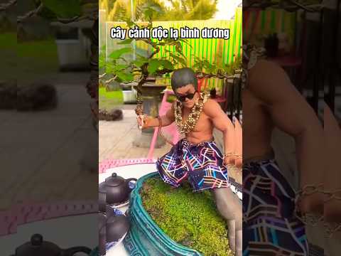 Cây cảnh độc lạ bình dương