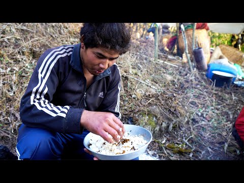 shepherd life of Nepal || Himalayan people with their sheep || @ruralnepalquest