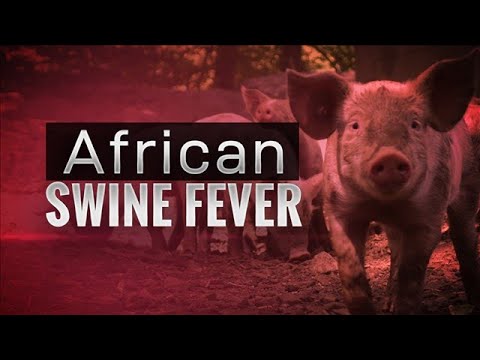 PAANO MAIWASAN AND ASF(African Swine Fever)