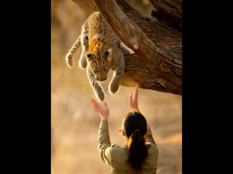 Леопард ПРЫГНУЛ на женщину! То, что случилось дальше, ШОКИРУЕТ вас!
