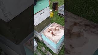 Breaking the double brood chamber into singles for winter.