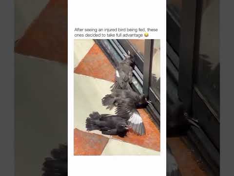 After seeing an injured bird being fed, these ones decided to take full advantage