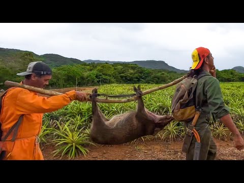 原始的な罠で世界一美味いイノシシを捕まえる