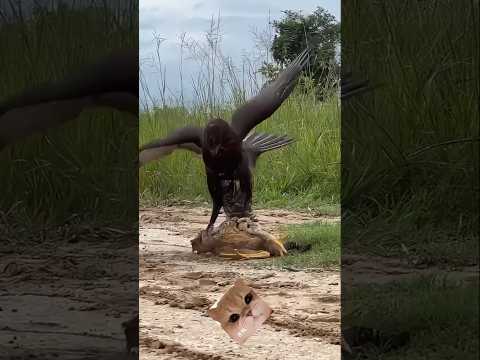 Elang tangkap Ayam: Pertarungan Alam yang Paling Epik.
