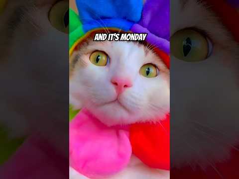 Why MONDAY! 😓😒 #memes #funny #cat #catlover #pets #viral #trending #shorts #comedy #lol #fun #fyp