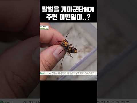 말벌을 개미군단에게 먹이로 주면 어떤일이...?