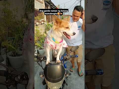 Ang ganda naman ng paw-shionista mamalengke lang yan🥰🐕 #doglover #dogloverph