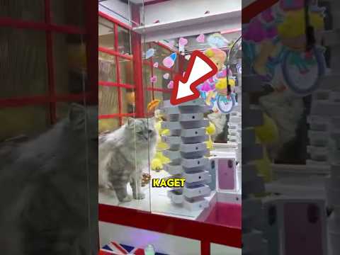 Kucing wanita ini gak sengaja masuk😱