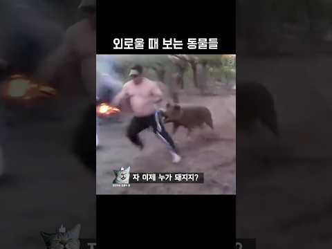 외로울 때 보는 동물들