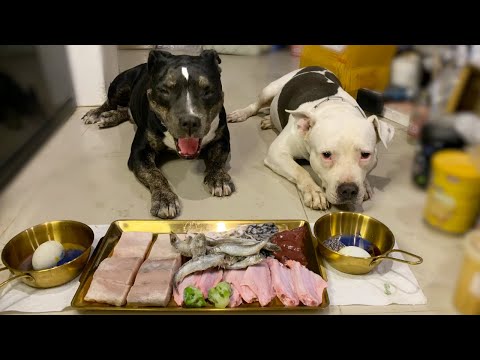 🐶🐶PIT BULL ULTIMATE DIET:🐟🐣RAW FISH&BALUT combo [ASMR] MUKBANG EP.108 of 2024 #balut