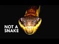 Mimicry and Hunting Strategies in Animals