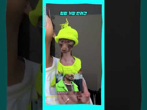 힙합 거장 같은 반려견 ㅋㅋㅋ