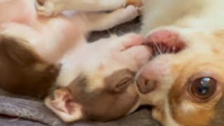 Puppy Energy Explosion! Mama Bella Tries to Keep Up #chihuahua 