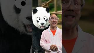 Pandas are stupid
