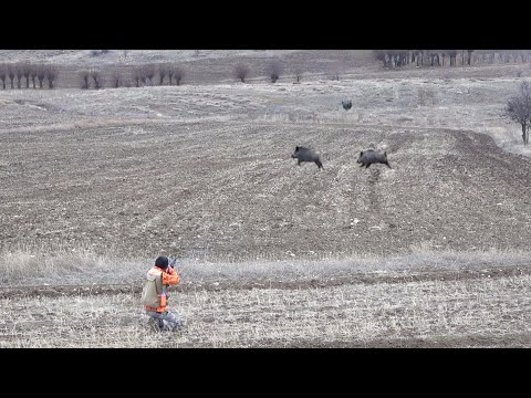 Aksiyon Dolu Muhteşem Domuz Avı / Awesome Boar Hunting with Action