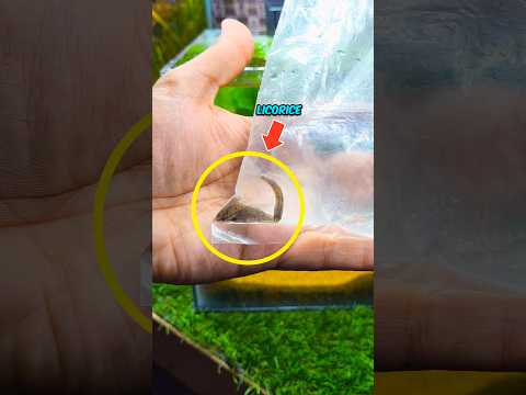 My New Fish 😱! #aquarium  #fish #shrots #ytshorts #animals #pets #nature #plants #petsvlog #pet
