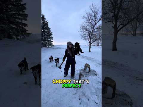 Well that could’ve been bad 🤦♀️ #funny #cats #winter