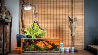 Thinking Outside the Box: Low-Maintenance Crayfish Nano Tank!