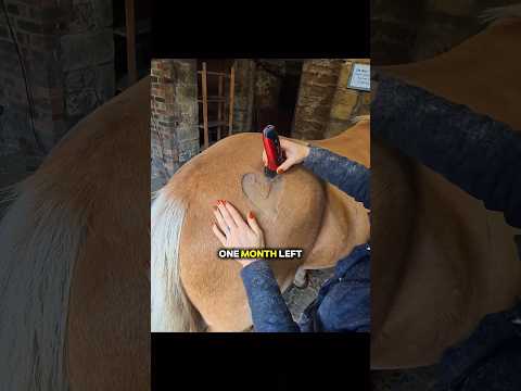 She had 30 days left… her horse knew