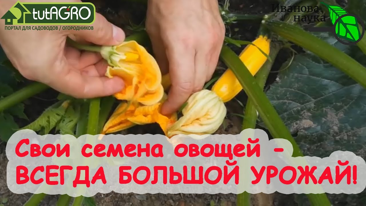 А свои семена лучше! Не покупайте семена овощей, а используйте свои! Как получать семена бесплатно.