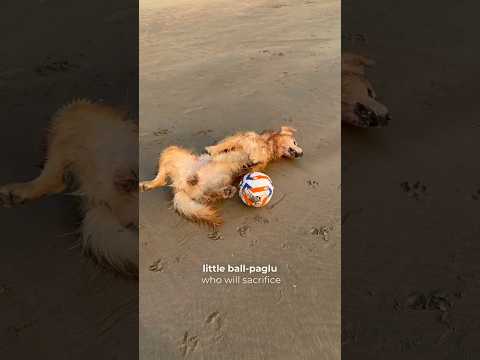 Maffu.. the ultimate ball-paglu ๐