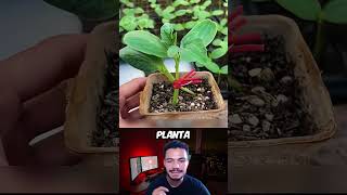 MELANCIA GIGANTE  #curiosidades