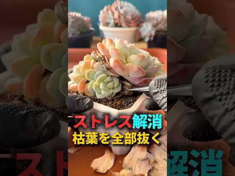 多肉植物の枯れ葉取りから底面給水まで