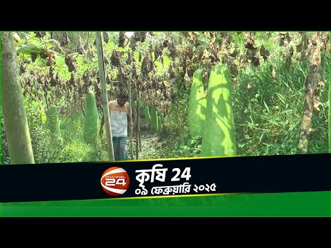 নেই পাইকারের দেখা, মিলছেনা কাঙ্খিত দাম | কৃষি 24 | Krishi 24 | ০৯ ফেব্রুয়ারি ২০২৫ | Channel 24