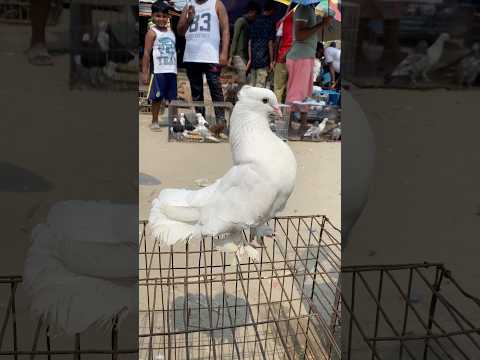 Fancy pigeon 👍❤️#pigeon #shorts #kobutor #kabootar #viral #foryou #tending