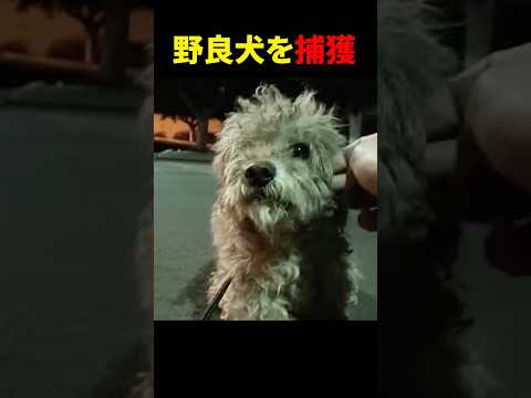 野良犬が家族になるまで。