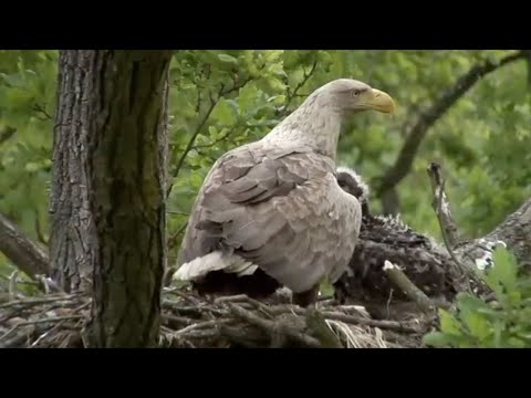 Eagles Hunt Prey to Take Great Care of Their Young