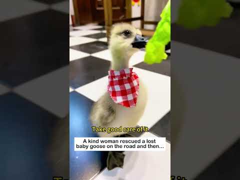 Gosling Rescue #wildliferescue #lovestory #animals #rescueefforts#cute #pets #goose #love