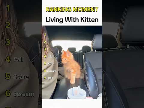 Cat being idiots Kitten core 🤣 #funnycat #funnypet #cutecat #cat #pets #shorts