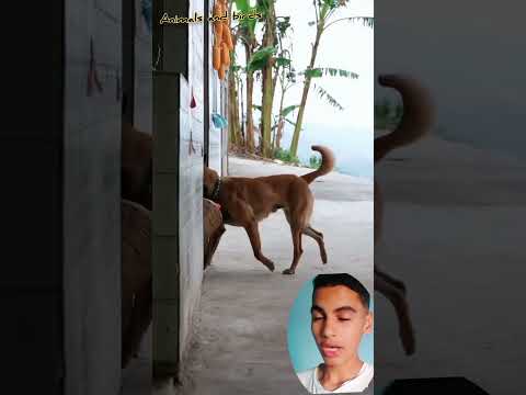 بصو الكلب ده بيعمل ايه 😱 أذكي كلب في العالم.#funny #shorts #dogs #dog#fypシ